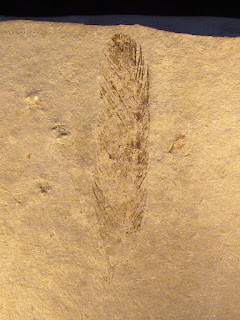 Archæopteryx (Tüy)