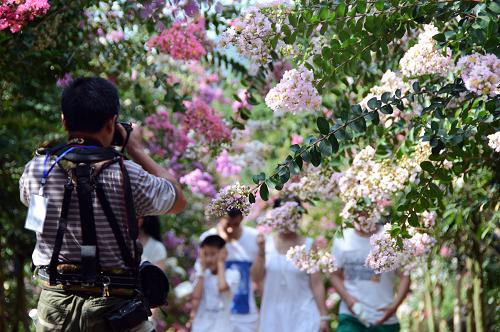 درەختی کرەیپ مێرتڵ  Crepe Myrtle