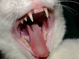 The Common Cat Health Teeth Problems