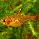 Ikan Aquascape Yang Bisa Dicampur