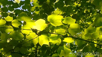 leaf light 6-17-15 leaf light 6-17-15