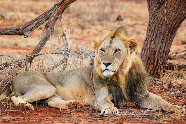 Lions, Lions Tsavo, Ngutuni Sanctuary, Ngutuni Lions, Wild Kenya Safaris, www.wildkenyasafaris.com, Shazaad Kasmani, Tsavo East Safari, Ngutuni Safari, Safari from diani beach, Reisen Kenia, Urlaub Safari Kenia