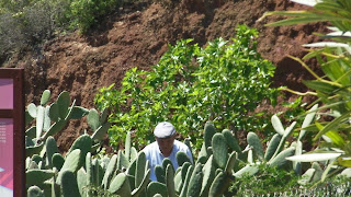 Tenerife Cactus