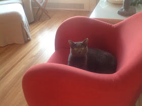 gray cat on red chair