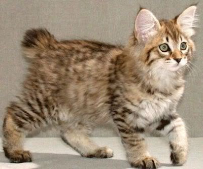 Foto kucing american bobtail