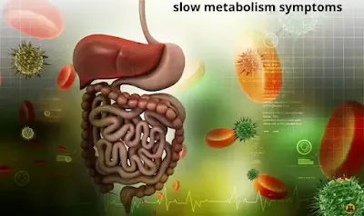 slow metabolism symptoms 10 signs of a slow metabolism