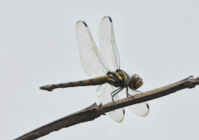 Potamarcha congener f