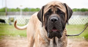 English Mastiff Pros and Cons