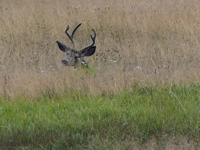 151: antlers rising above the grass