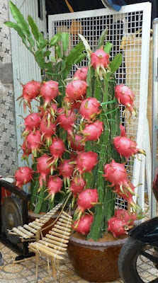 Pitaya e propriedade