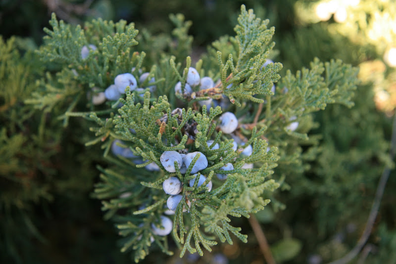 The berries of this Juniper are a waxy, blue color and cluster closely  title=