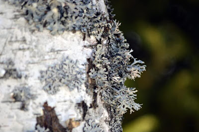 Bark and Lichen