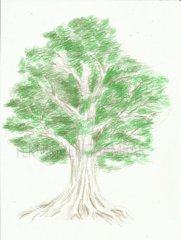 Inspirasi Terkini 15+ Cara Mewarnai Pohon Dengan Pensil Warna