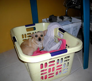 Zoe in the laundry basket