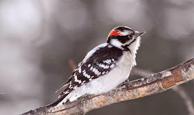 bird-a-woodpecker-downy-twig-blur-hd-image