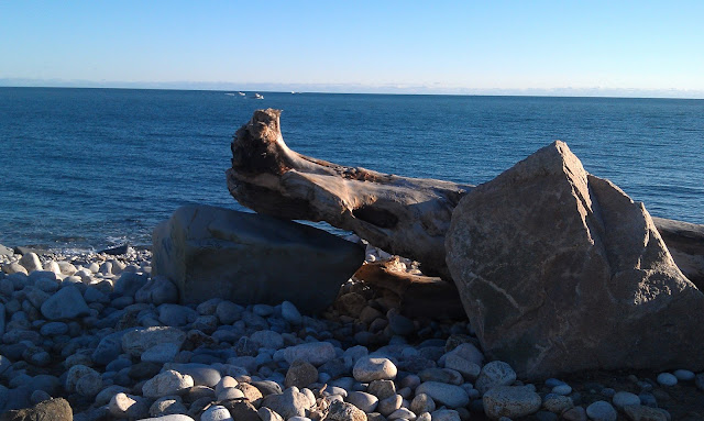 very old tree at Point Judith