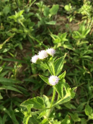 Planta ornamental - Praxelis clematidea