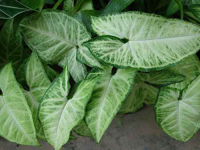 columnea goldfish plant. [Syngonium Plant - Glo Go]