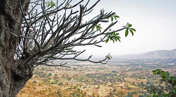 Tree at height