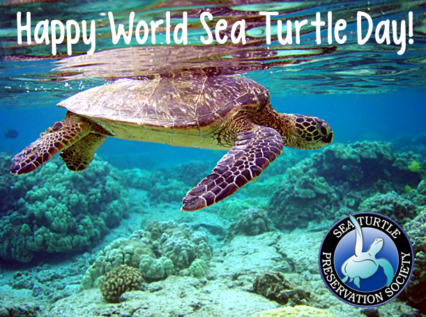 Today Is World Sea Turtle Day Sea Turtle Preservation Society