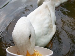 Ducks (18)
