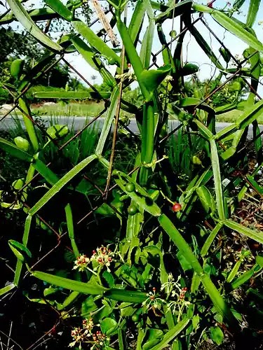 Anugerah dan Kehidupan: Pokok Herba Penawar Buasir