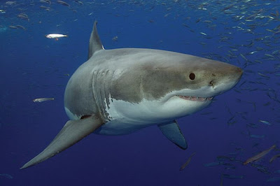 Sharks Up Close Seen On www.coolpicturegallery.us