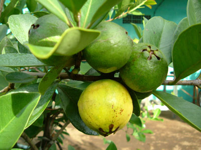 Manfaat Dan Khasiat Buah Dan Daun Jambu Biji | raya health ...