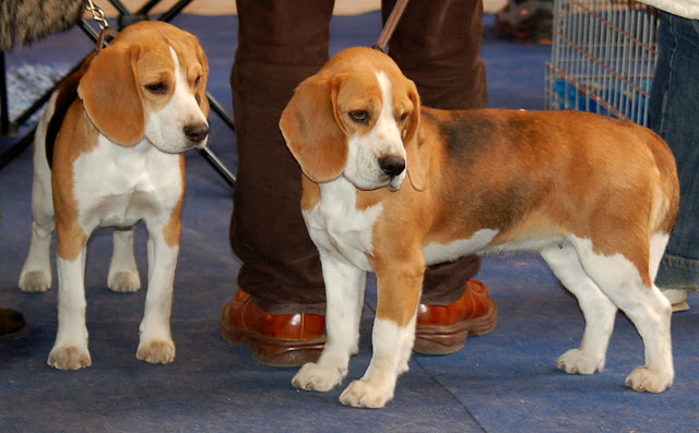 names for little hounds