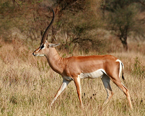 Grant's Gazelle