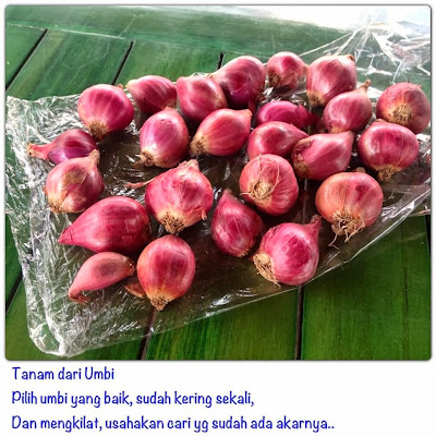 Cara Menanam Bawang Merah Dengan Sistem Hidroponik