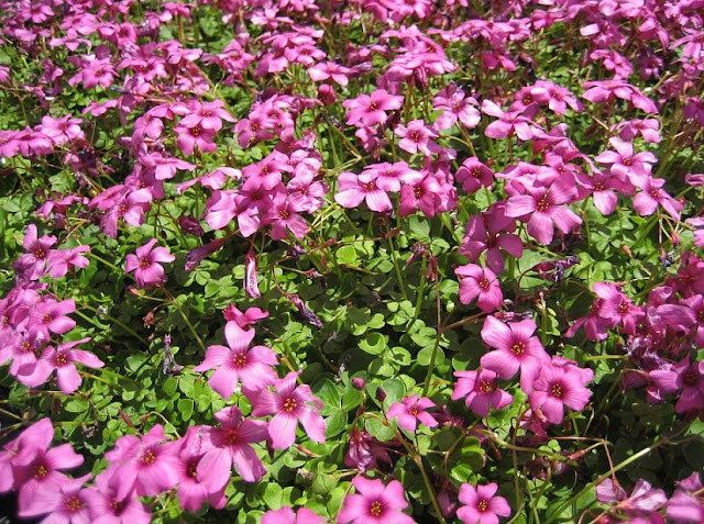 Кислица бразильская (Oxalis brasiliensis)