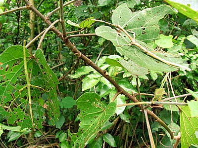 Stick Insects (Order Phasmatodea)