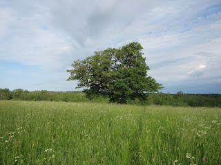 Viiralti tamm