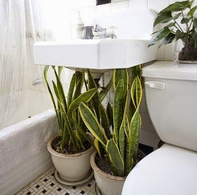 Plantas para el Cuarto de Baño