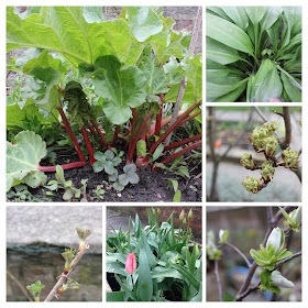 Urban Veg Patch - fruit and veg in early spring