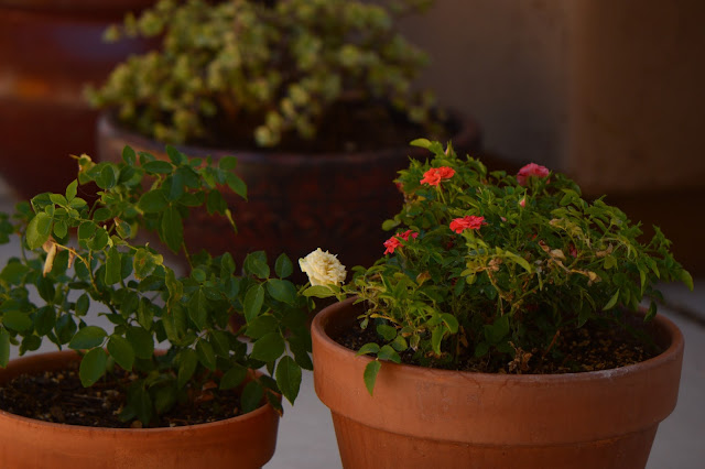 small sunny garden, desert garden, miniature roses, amy myers, photography