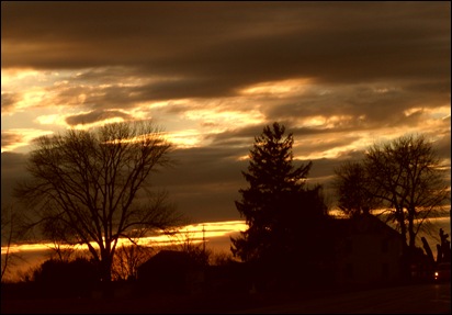 trees in silhouette
