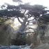 Pohon Bergantung di Pantai Kalaloch