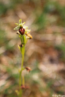 Critères de détermination de l'Ophrys araignée (O. Sphegodes ou aranifera) Pays de Fontainebleau