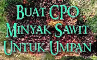 cara buat minyak cpo sawit untuk campuran umpan mancing paling jitu ✓