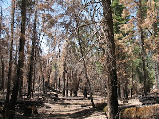 Last year's Palomar Mountain fire burned acres in this area.