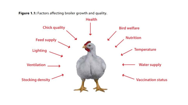 Effects of feed shape on performance of commercial broiler chickens