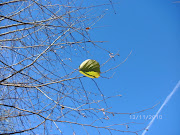 Der Sturm der Nacht hat die letzten Äpfel und Blätter von den Bäumen . (herbsttag )