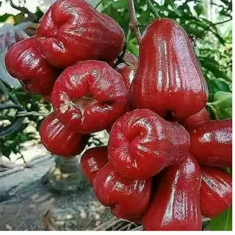 Manfaat dari jambu air untuk kesehatan tubuh yang jarang kita ketahui