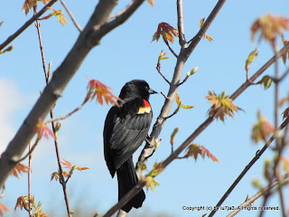 Red-winged Blackbird