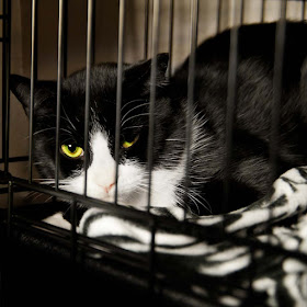 Black and white cat in shelter cage