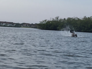 Yup. That's a pelican.