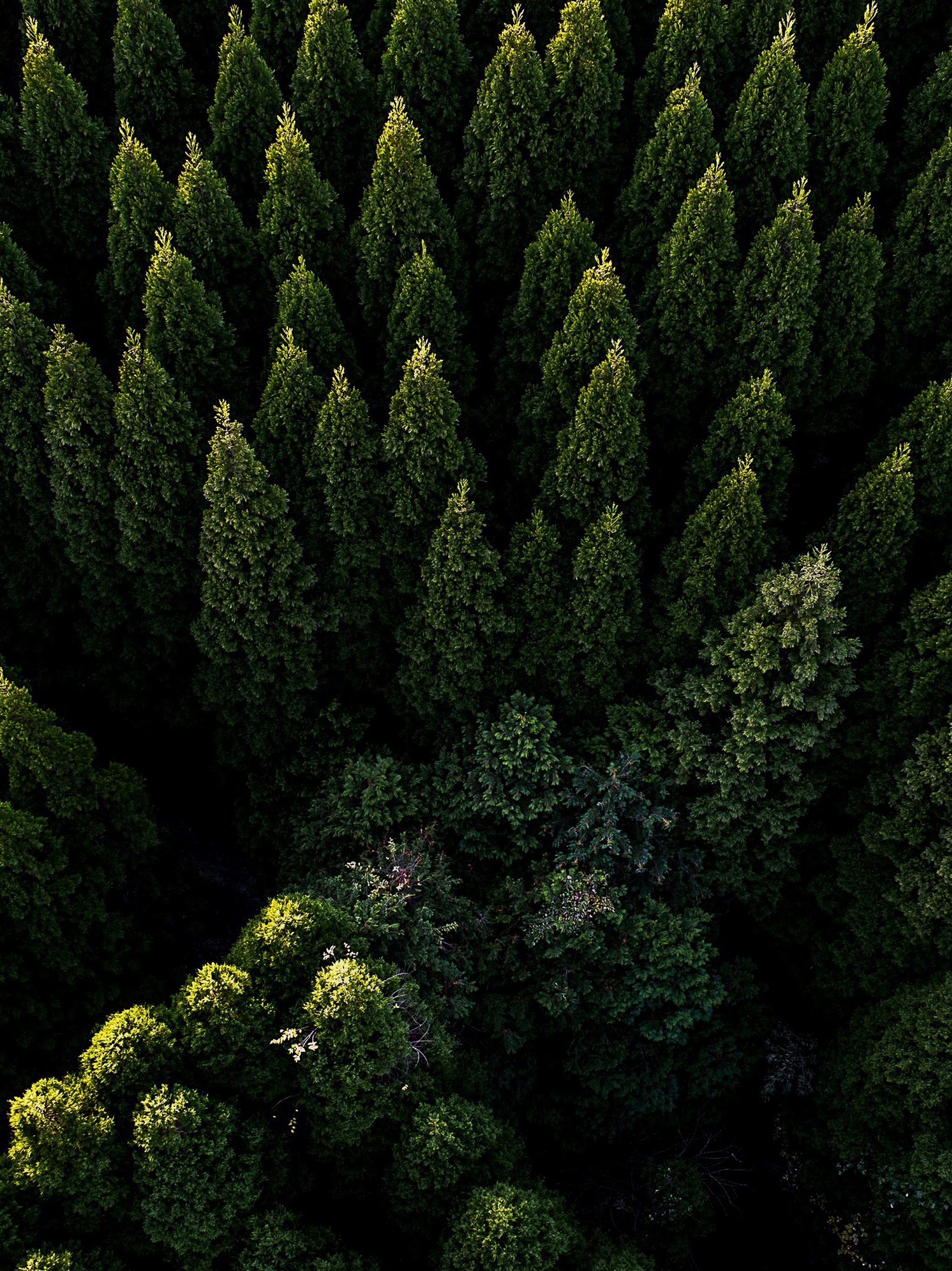 Forest Nature Aerial View Scenery 4k Wallpaper 106