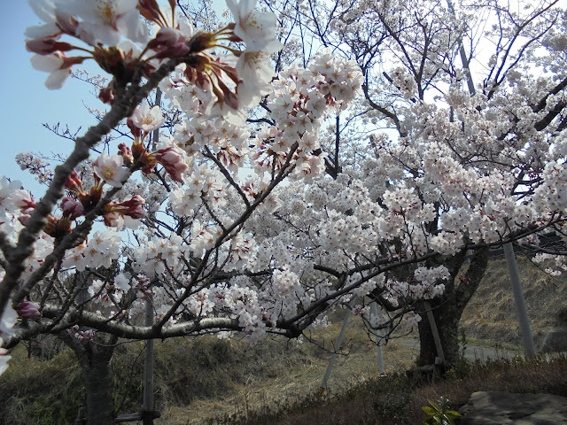 大山ペンション展望駐車場近くの空き地のソメイヨシノ桜